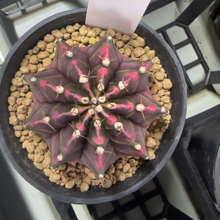 63-0208脱土发多肉