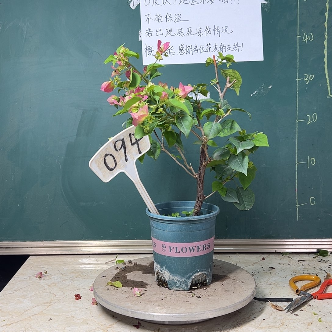 完全开放 福利 绿叶宫粉  094