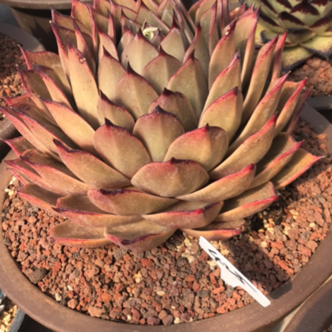 425号多肉植物盆栽植物大星星一物一拍