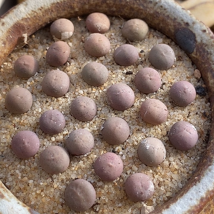 22554样本v嘴一颗