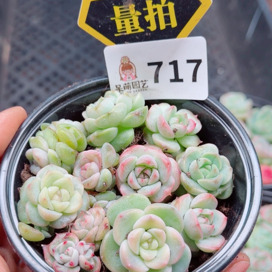 多肉植物多肉植物