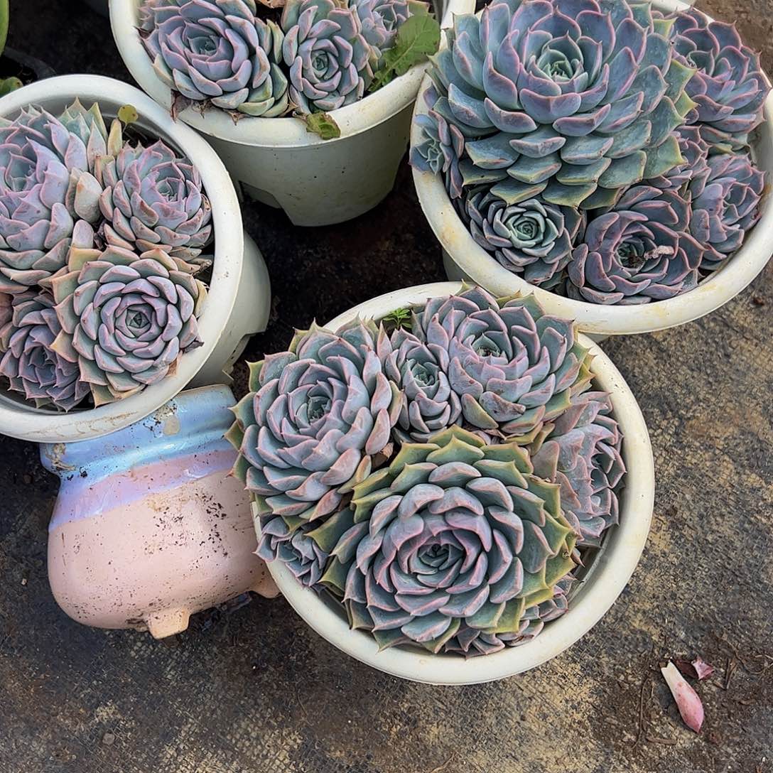 欧版海琳娜多头群生老桩特价