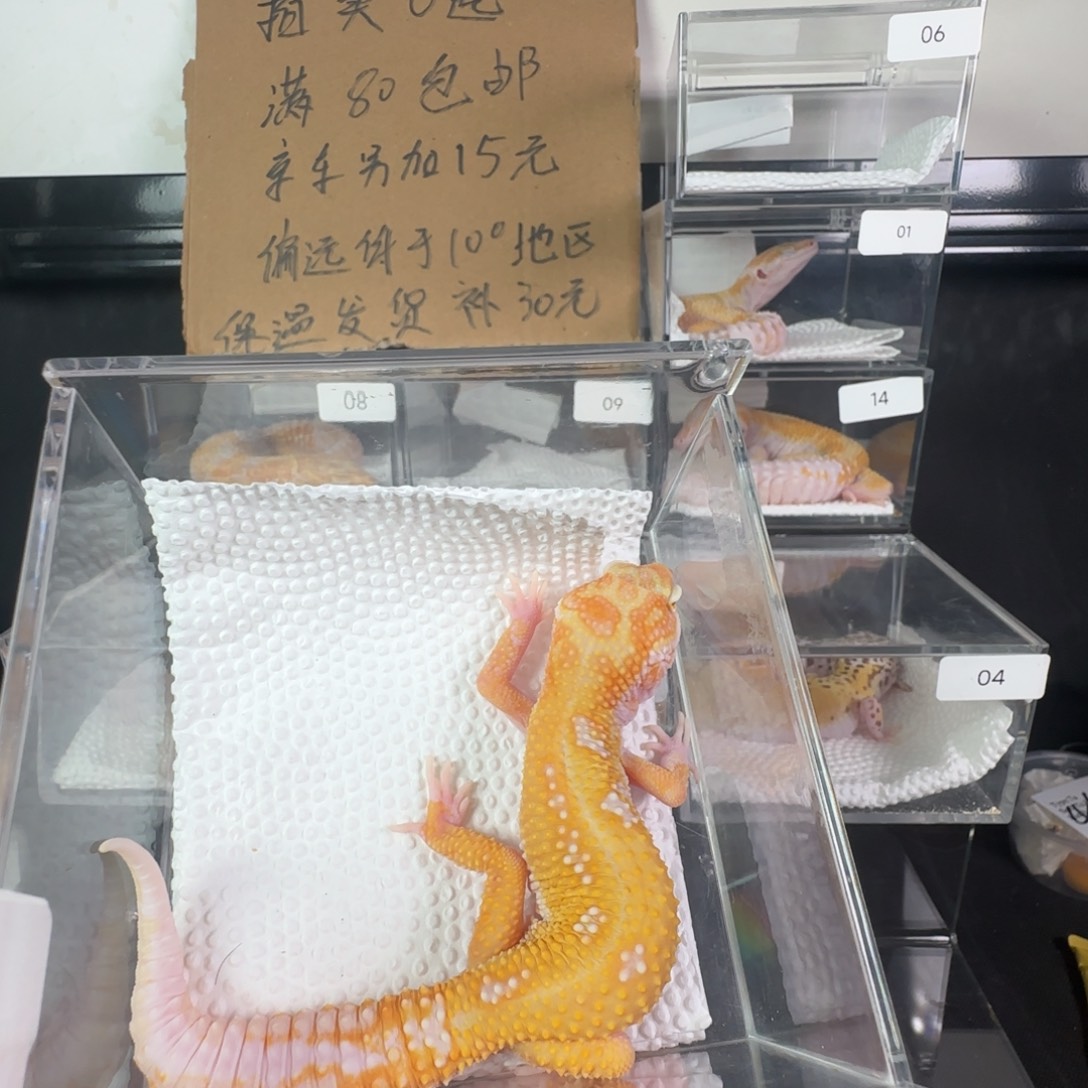 豹纹守宫暴龙弟弟