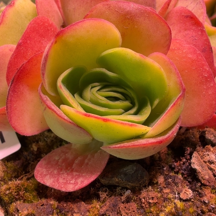 老***姐HD532  若初新白龙  侧芽  大