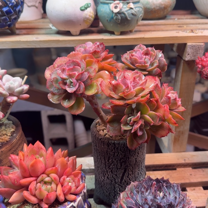 白雪公主多肉植物