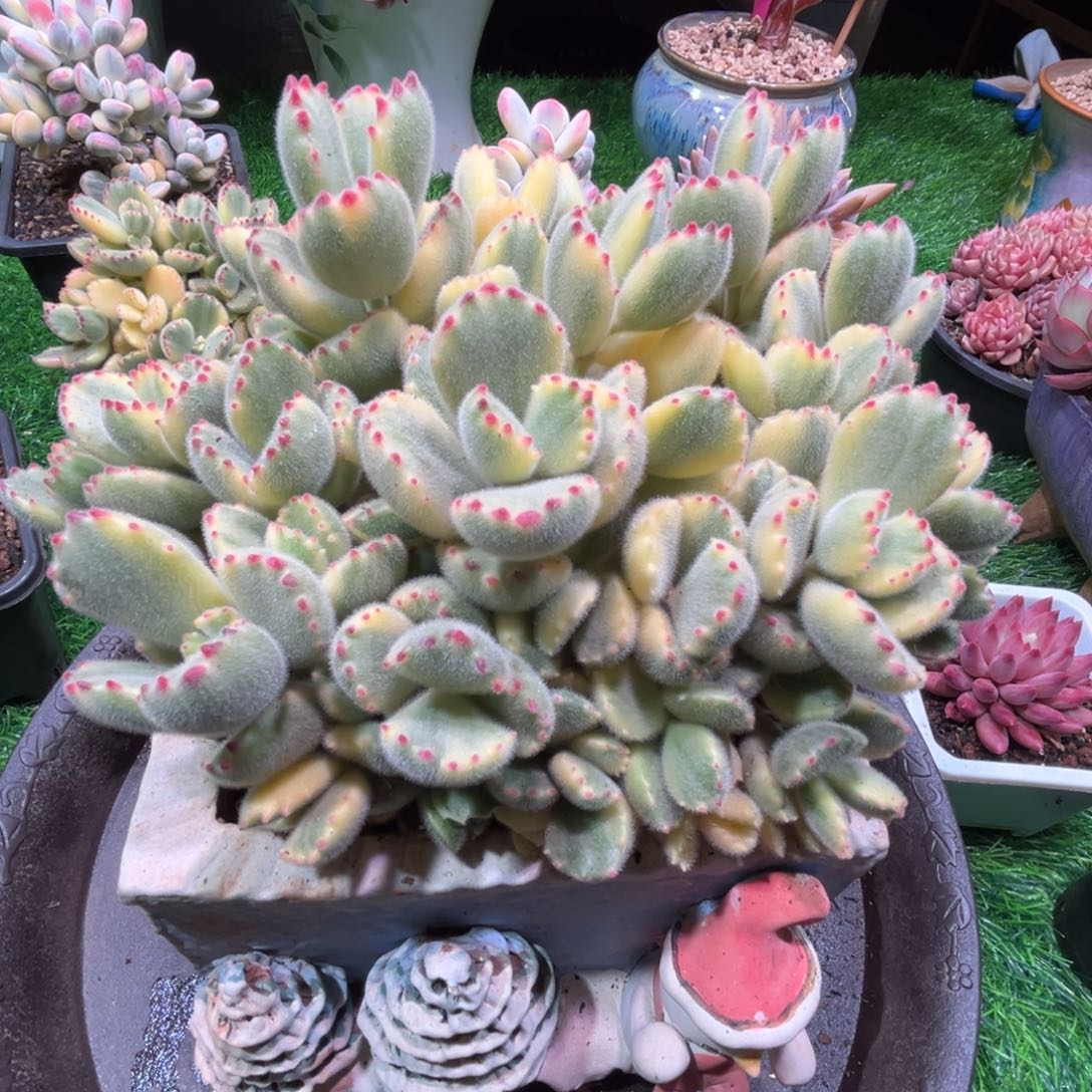 毛***姐白熊，一物一拍。    不含盆