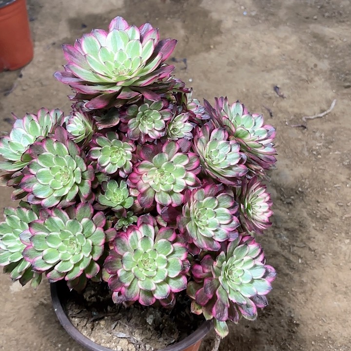 多肉植物法师天合35