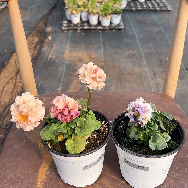 木抖音直播闪23-24