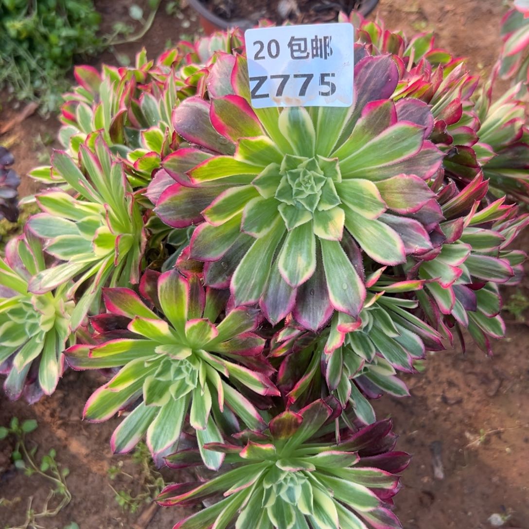 775天河，满20包邮