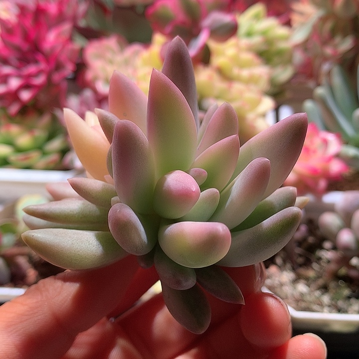红蜻蜓腹轮锦一个全锦头