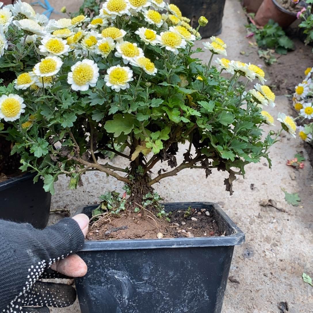 一***你无花朵盆景盆景盆景