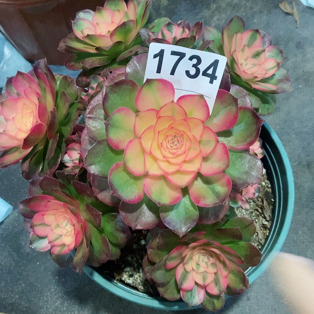 红陶6****人1734荔枝4冠服18