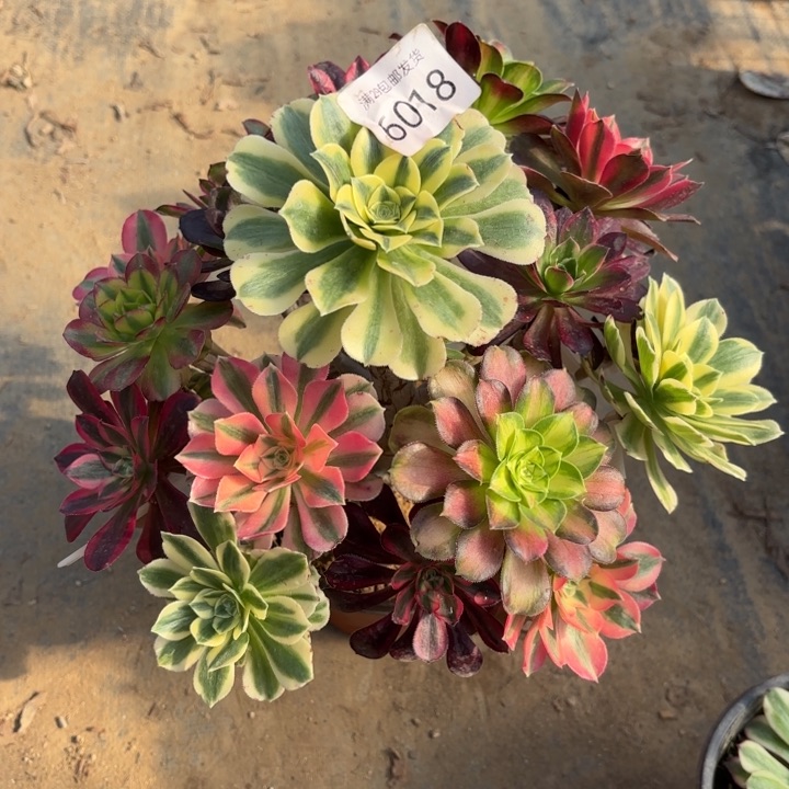 七彩树多肉法师6018