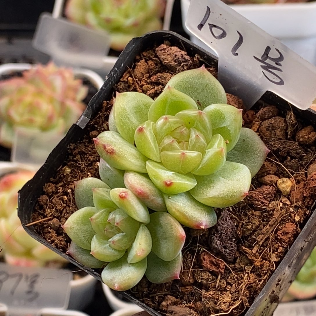 天官赐福百无禁忌