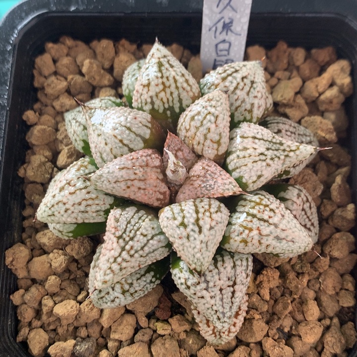 大久保白银一物一拍