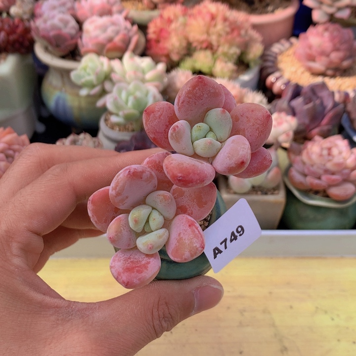 一物一拍满38包邮A749