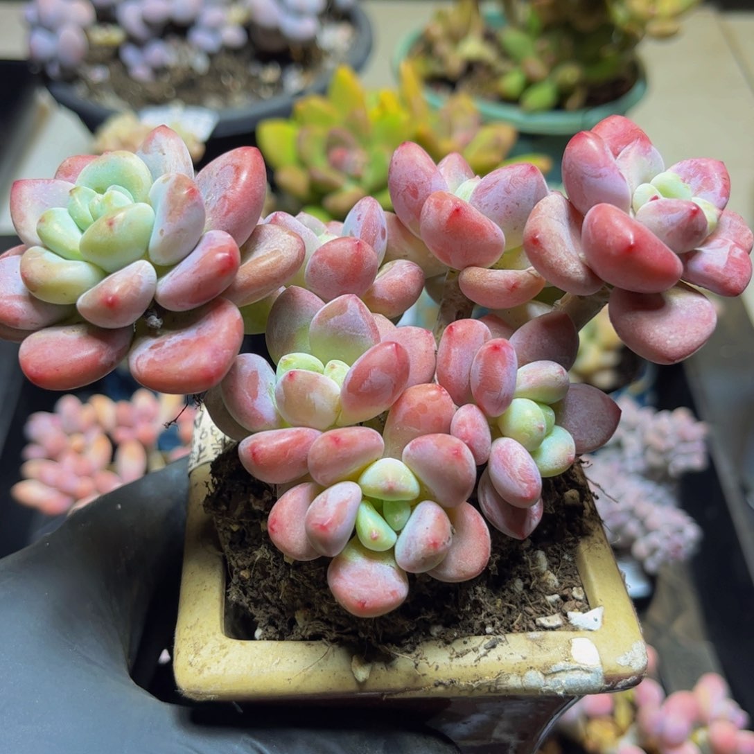 341樱花洛神13厘米多肉