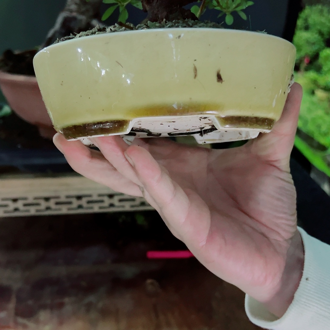 无花朵盆景皋月杜鹃小盆一个