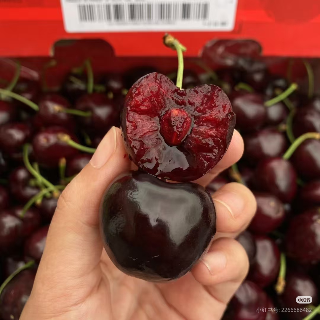 海运车厘子4J1斤把500g儿绿新鲜嘎嘣脆嘎嘎甜冰糖脆科特迪瓦