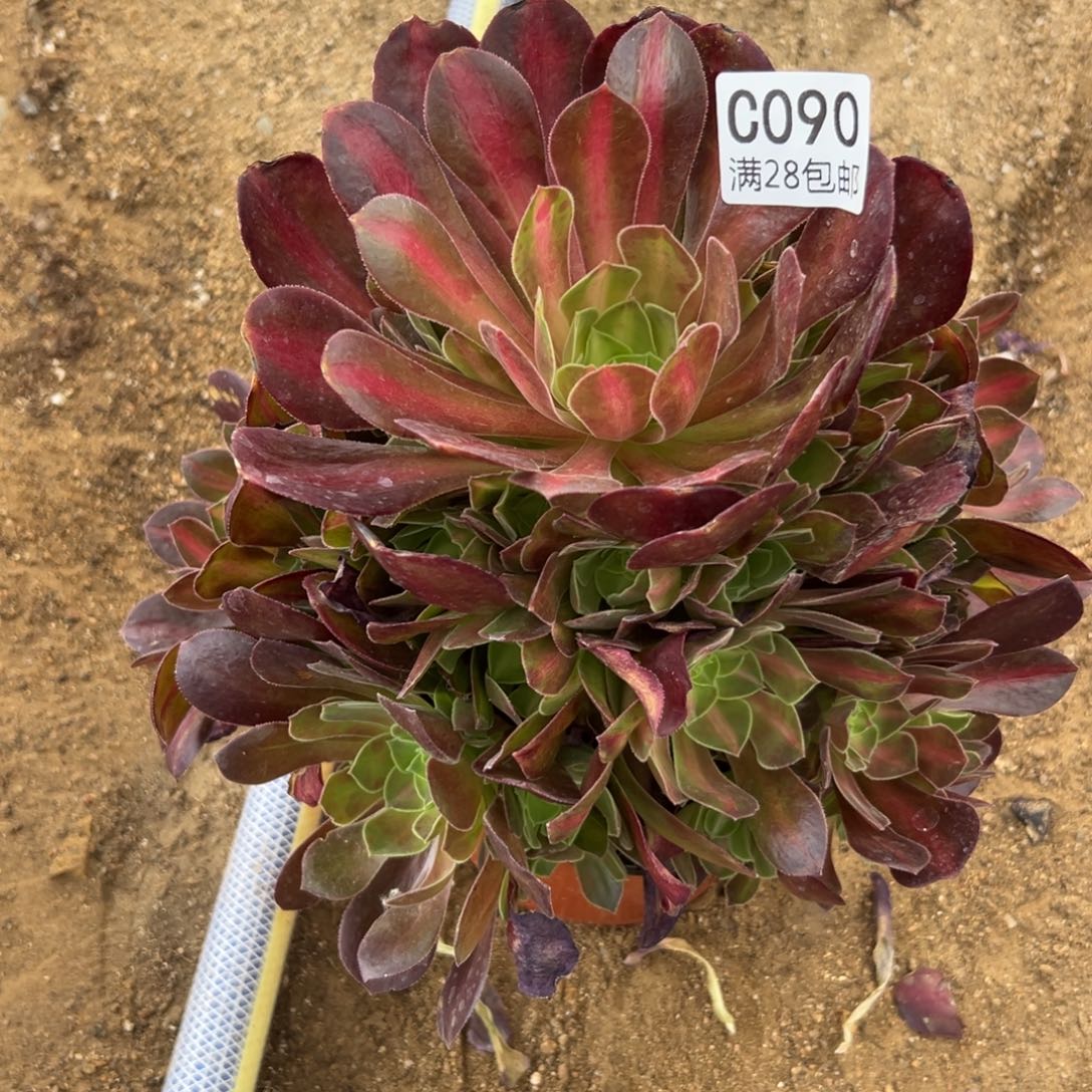 090多肉  女巫中班    