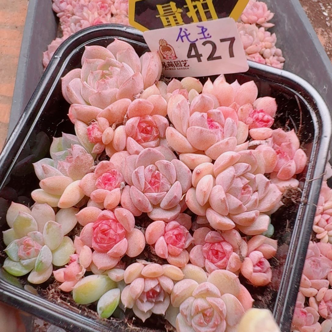 多肉植物多肉植物