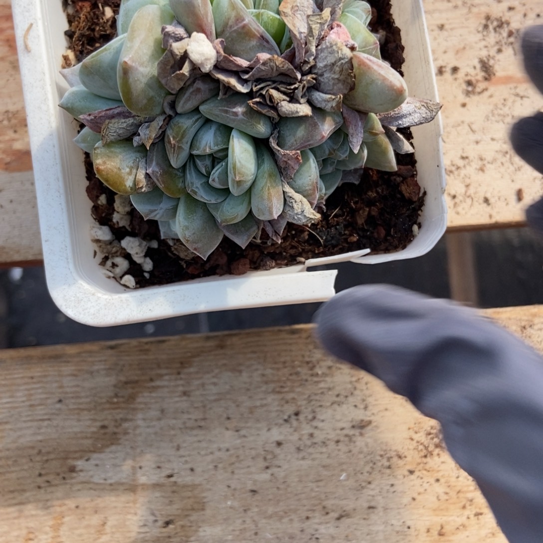 1742石榴籽六头多肉植物