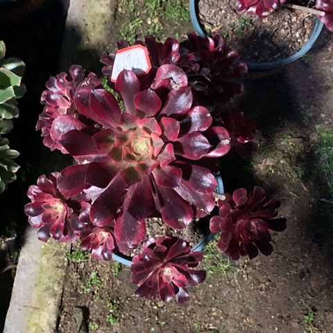 汉****社6086美杜莎多肉植物