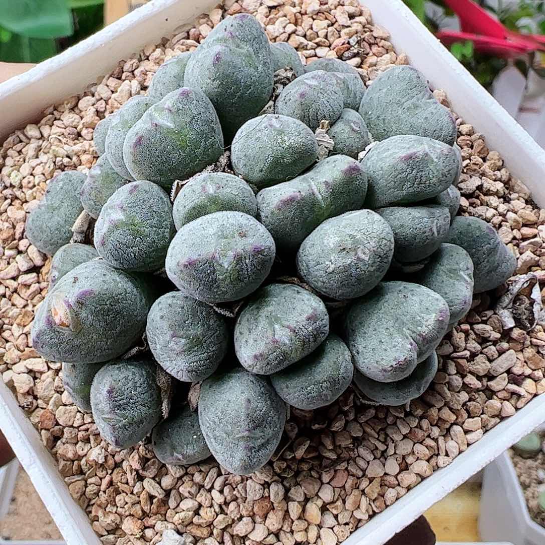 毛口笛可带盆发……………