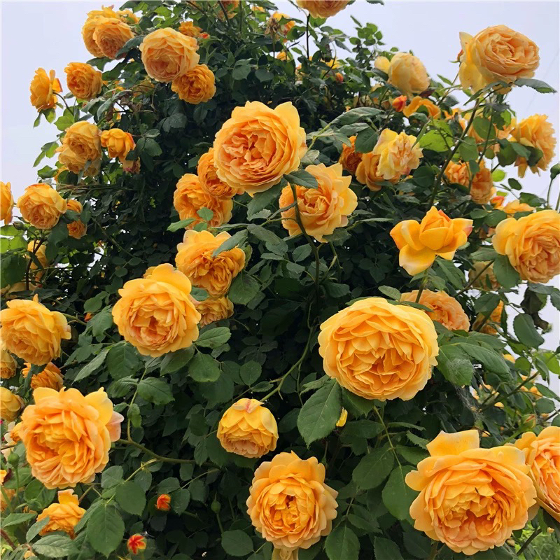黄金庆典月季花苗爬藤大花浓香四季藤本蔷薇植物庭院