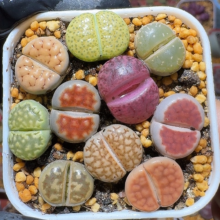 生石花1112222。   133