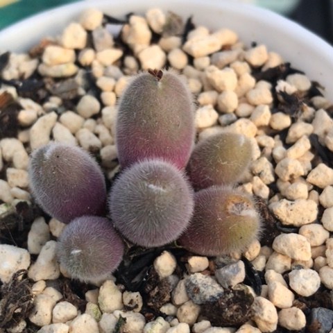 多肉肉锥 小美毛球