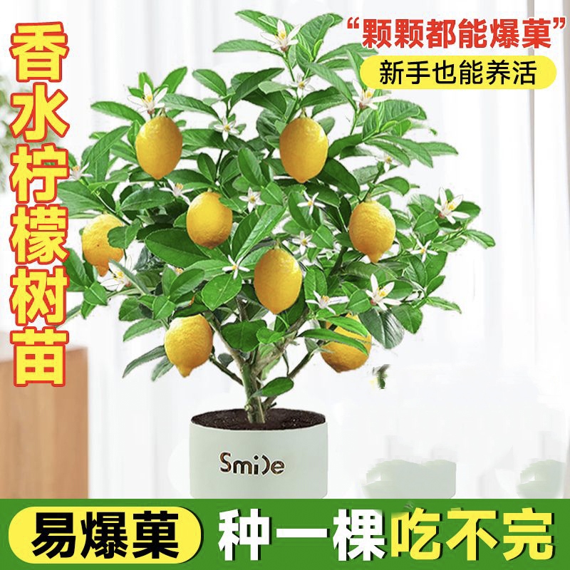 盆栽绿植室内外南北方四季好种果树苗