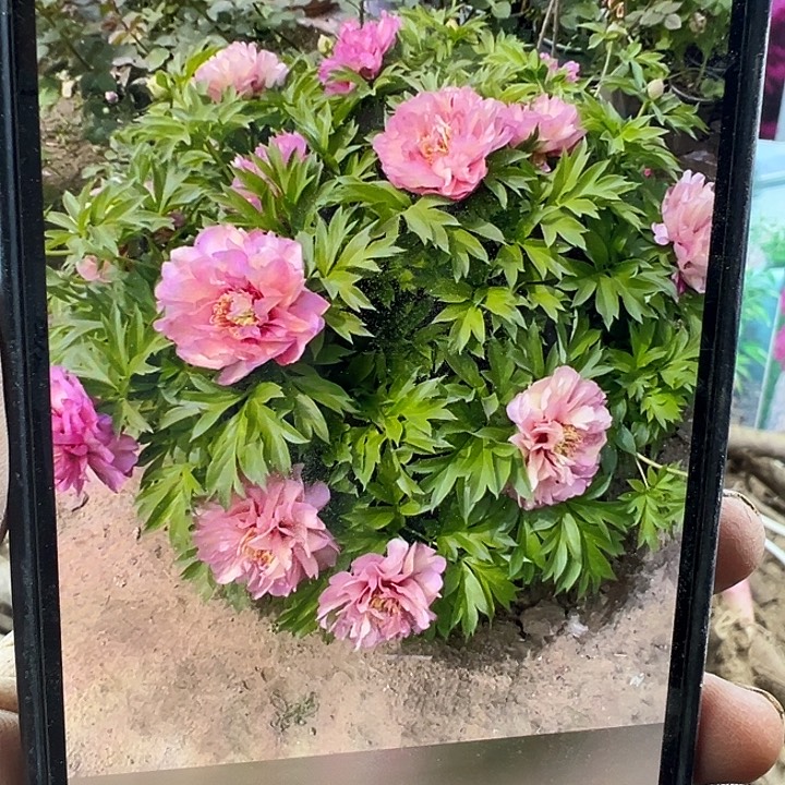 完全开放希拉里芍药