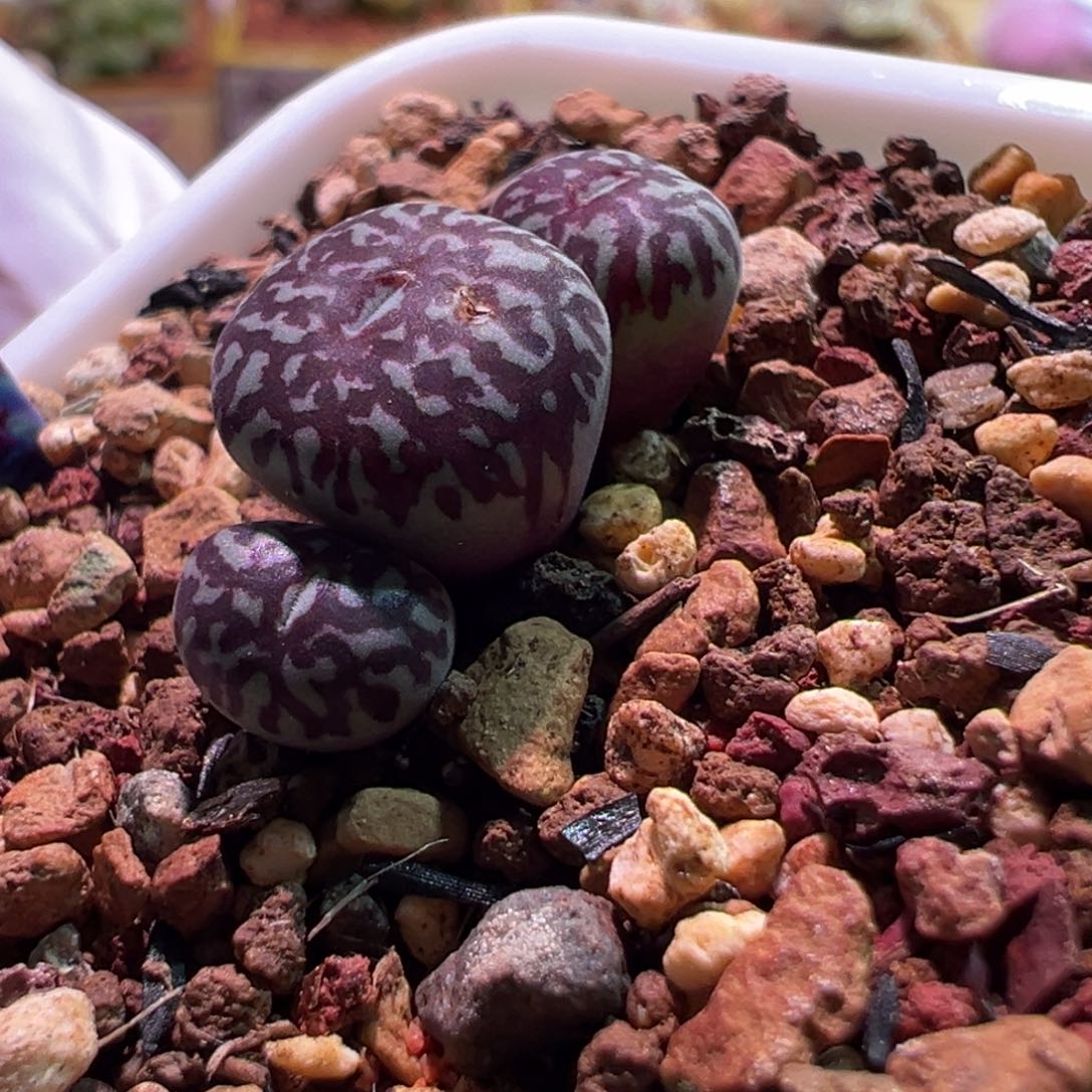 0364，blackout，肉锥植物