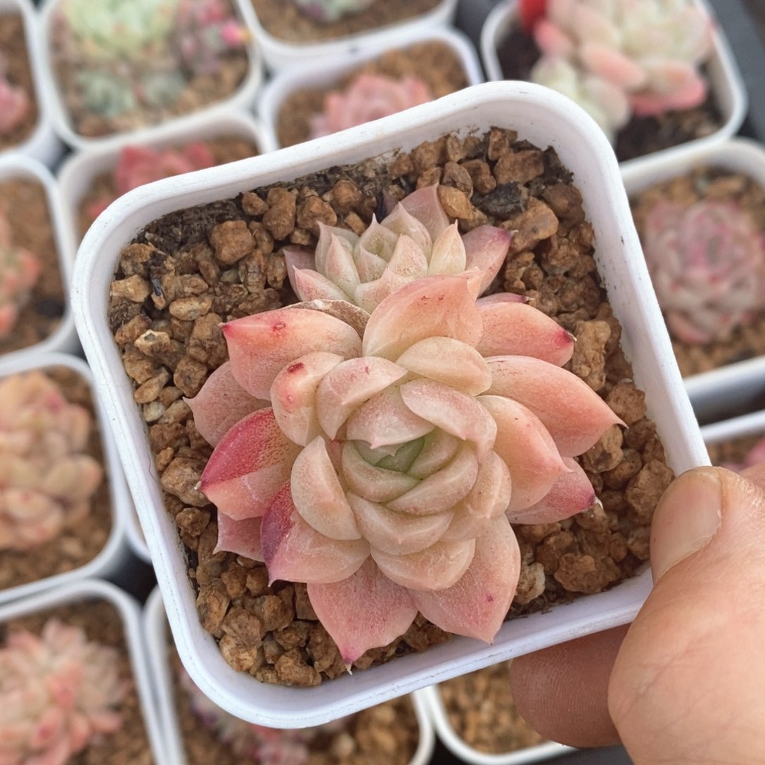 精品多肉一物一拍不包整54