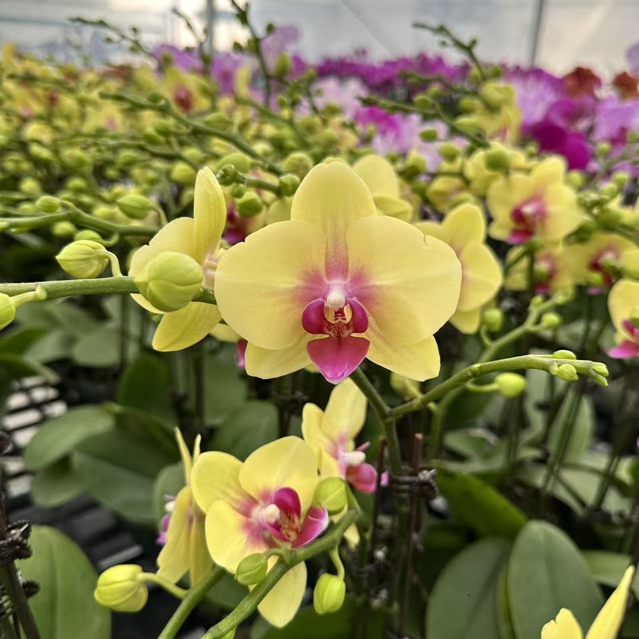 【金枝玉叶】蝴蝶兰 黄色中小花型 四季花 室内花精品 源头基地直发