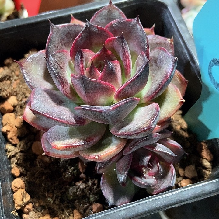 多肉植物黑衫果84