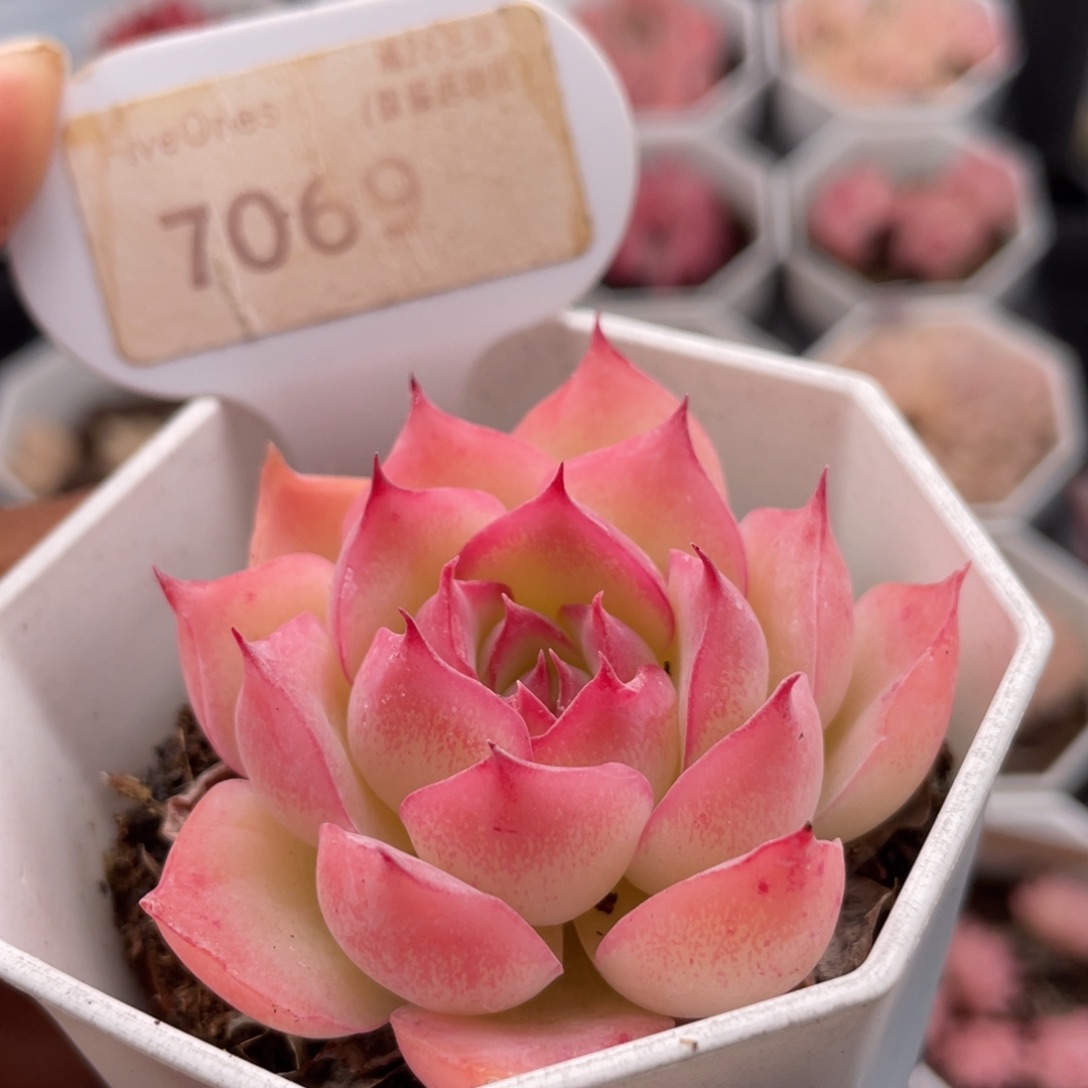 侧影7069-5.0厘米