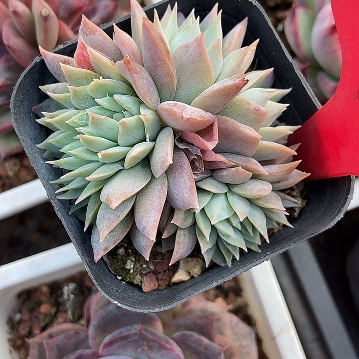 多肉植物慕希甜心缀720