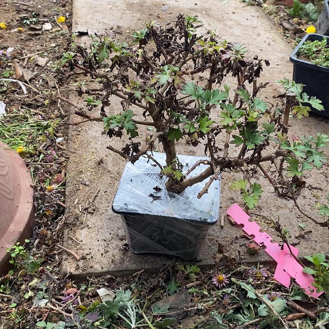 花****完全开放龙柏菊花