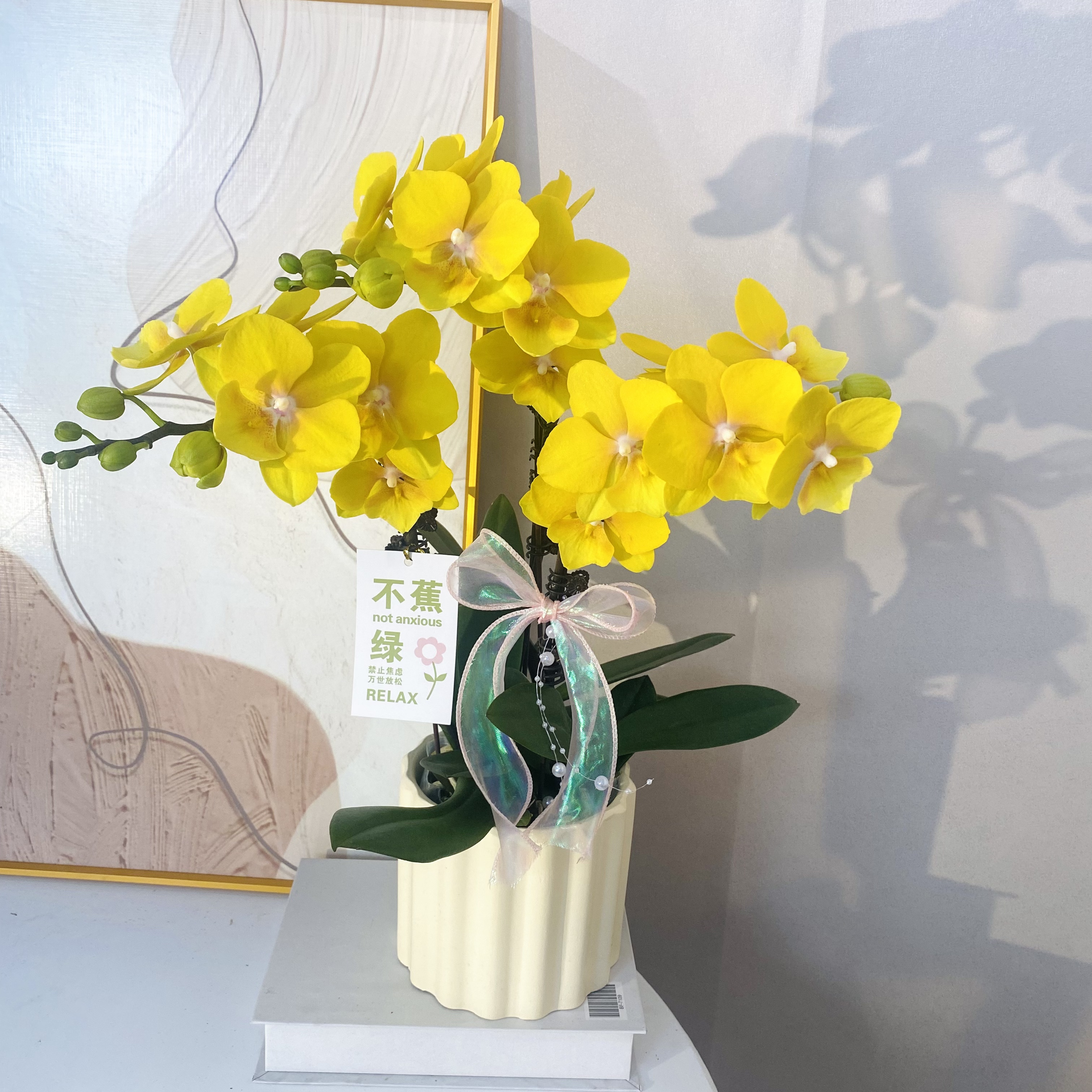 蝴蝶兰《金格格》稀缺色系金色系 好养耐养带花带花苞 基地直发