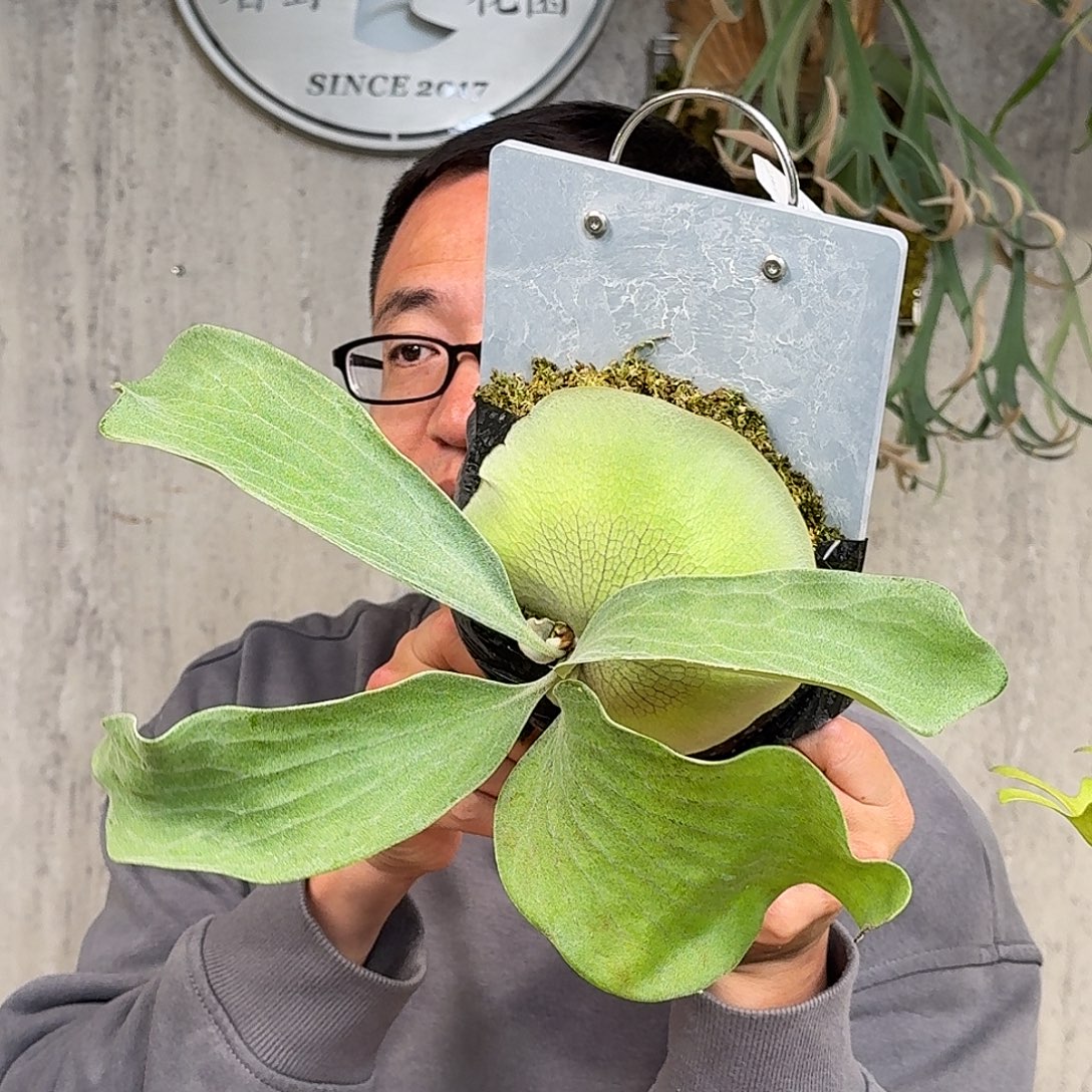 完全开放雷神鹿角蕨春野花园