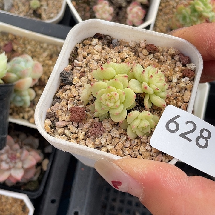 628。  麦秆。