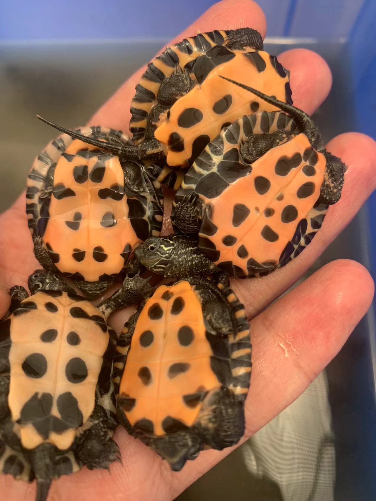 7总爬宠，活体观赏龟，8号链接