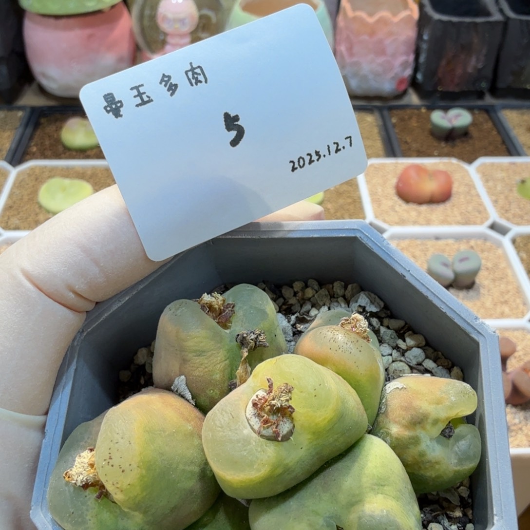 多肉多肉多肉12.7-005 O泡