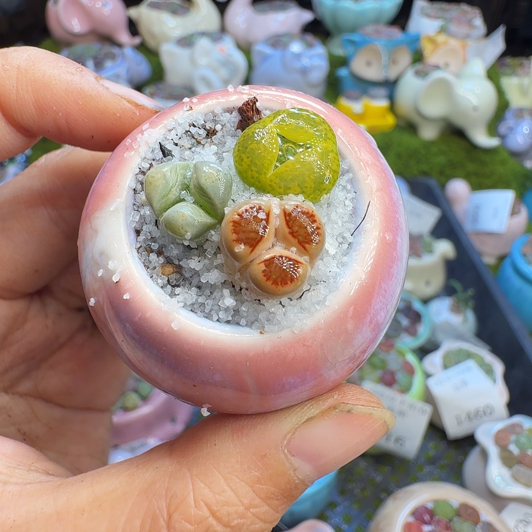 多肉植物福利冲657