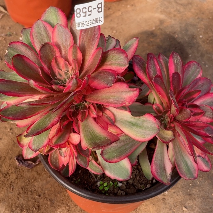 558黑膜锦多肉12345678