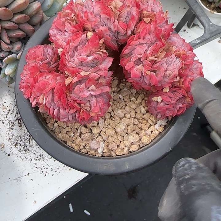 青蛙王子儿童11分钟