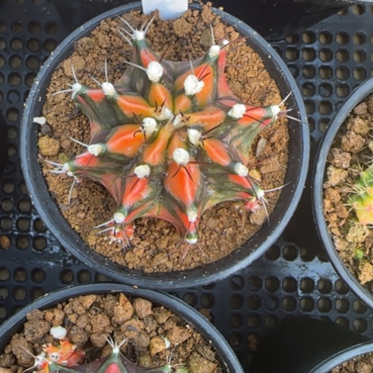 钟*246-0123泰国发货多肉侧芽