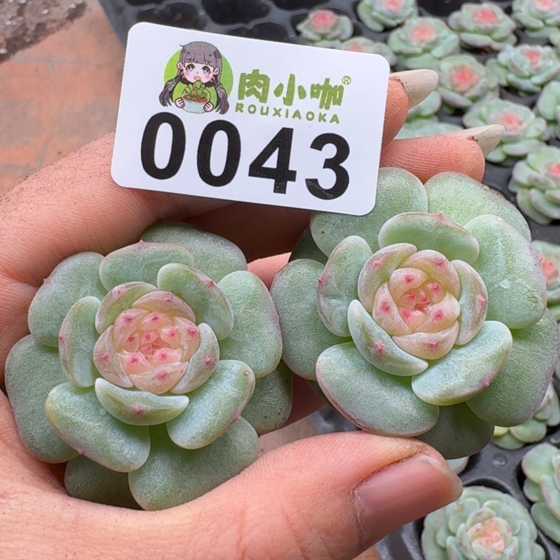 多肉植物多肉植物